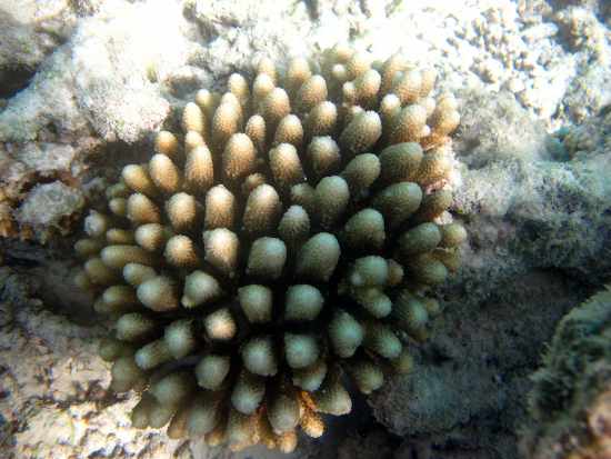  Acropora monticulosa (Acropora monticulosa)